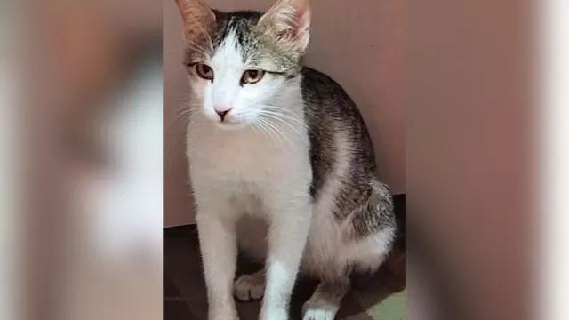 Missing pet cat Babli in Rampur with a cash reward announced for her return.